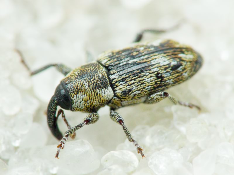 Cosmobaris scolopacea (Germar, 1824)